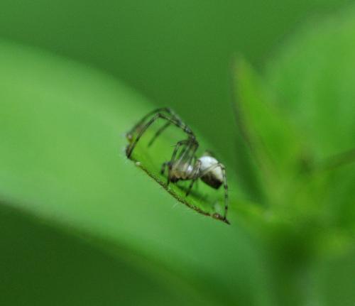 Metellina sp.